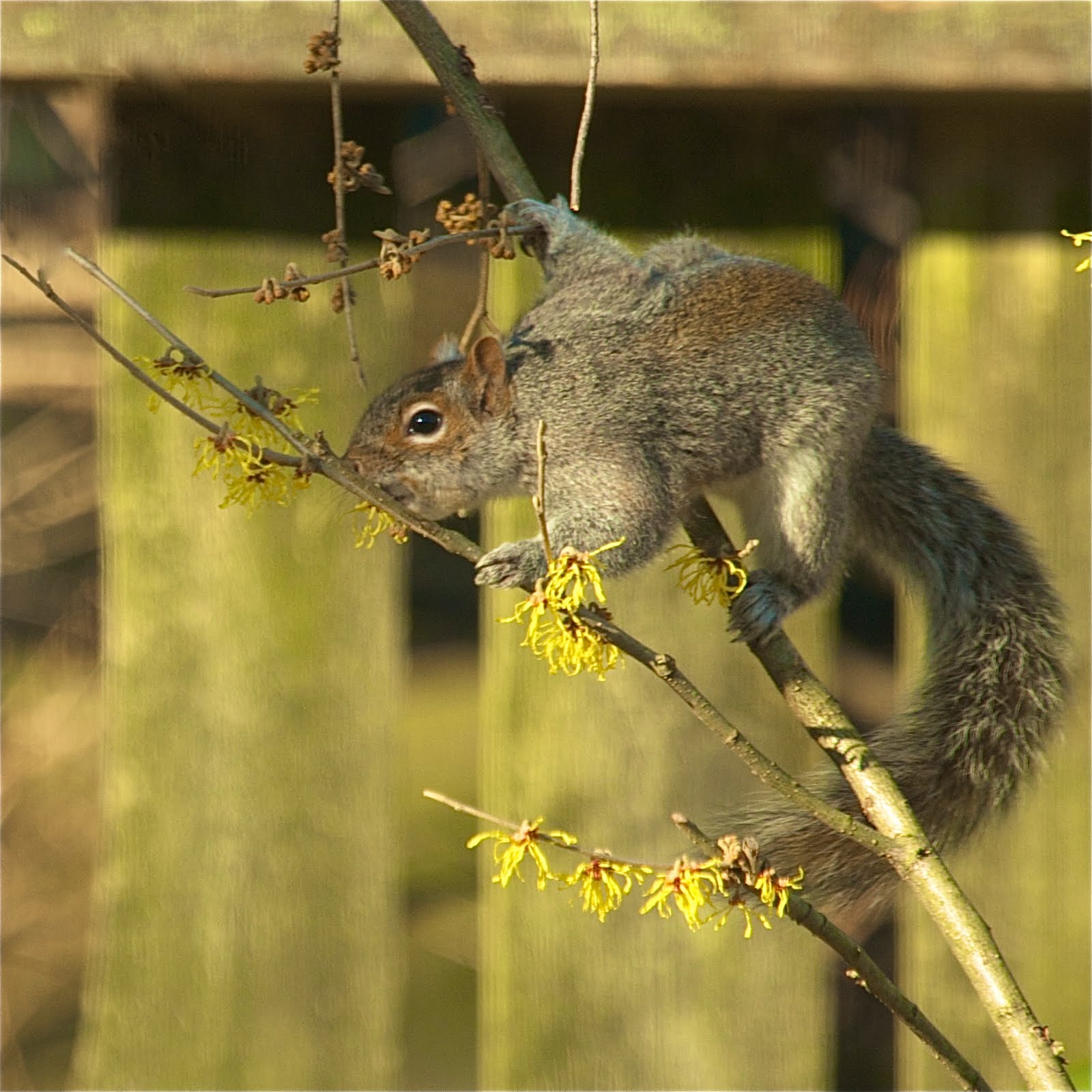 Click Twice to See the Spring Blossoms Go