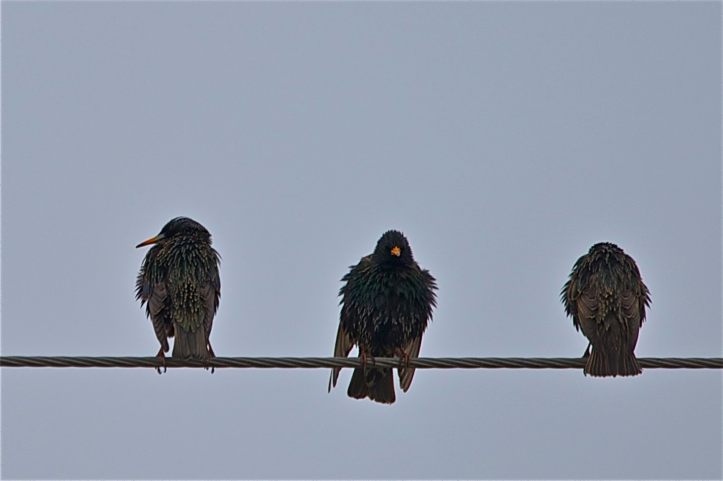 Three Wet Starlings