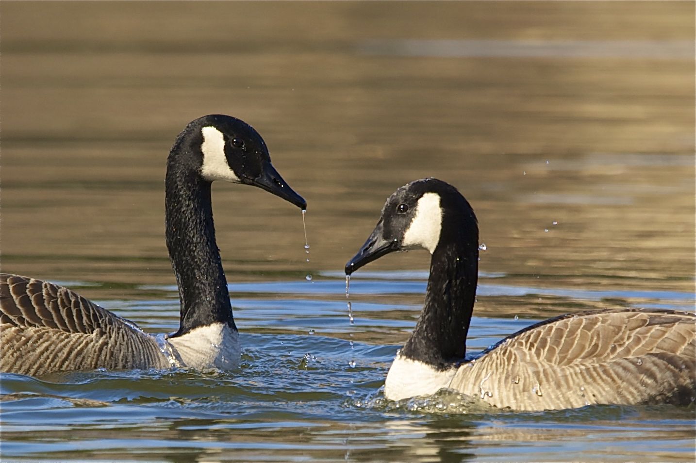 X-RATED (Must be Spring)