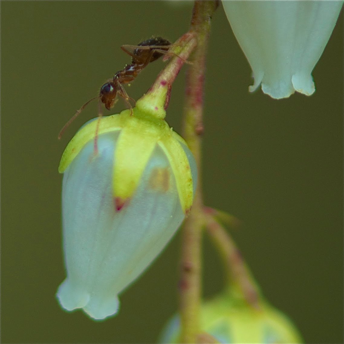 The Bugs are Back!!!