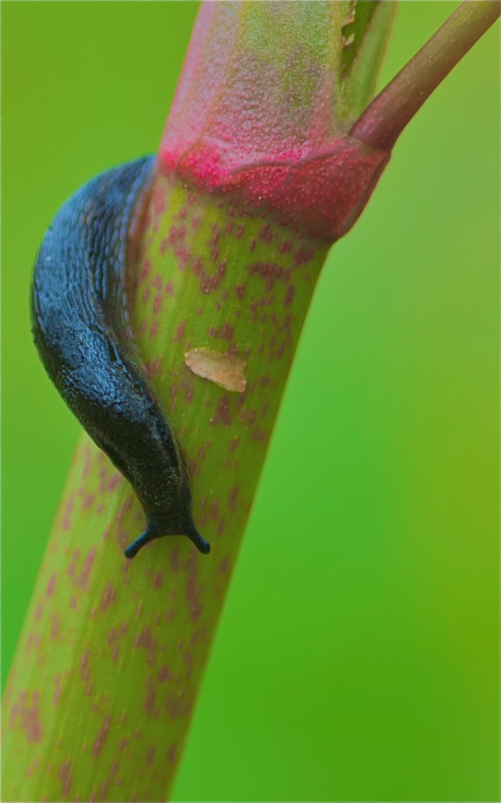 Black Slug on a Rainy Day