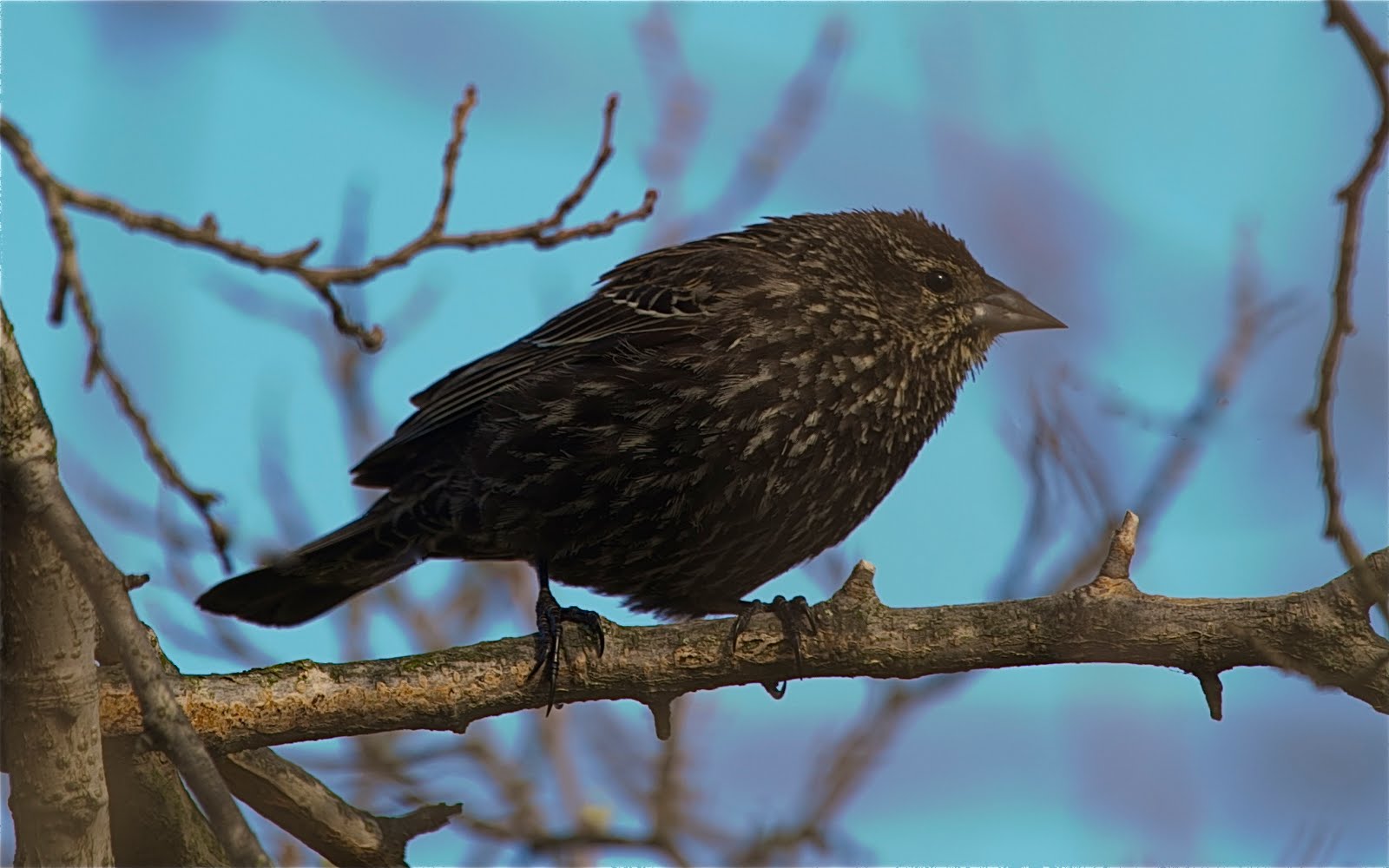 Can Anyone Identify This Bird?