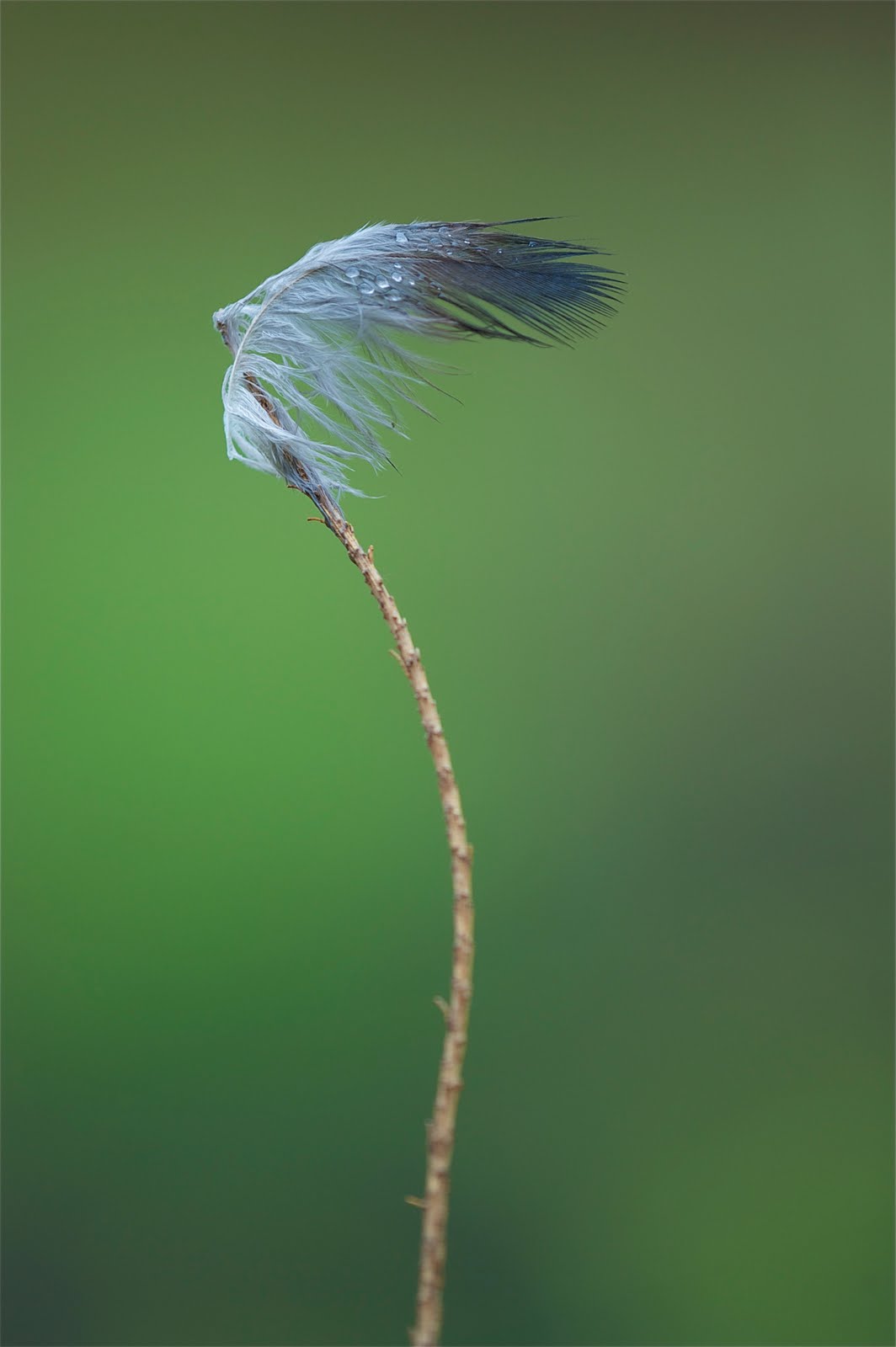 Fancy Jeweled Feather Hat On A Proud Twig