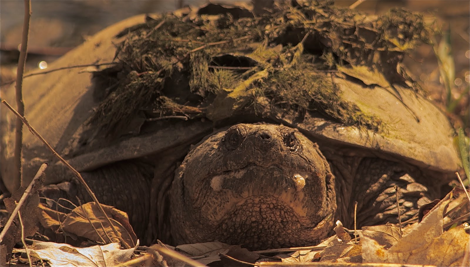 Click to see Snapping Turtle Frothing At the Mouth