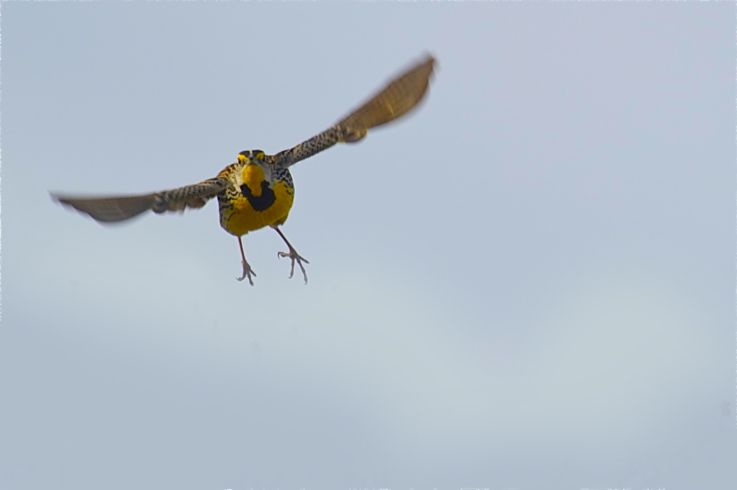 Meadow Lark at 11:00