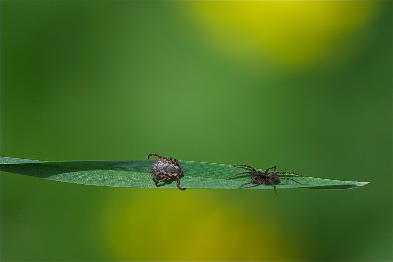 The Spider and the Tic (Click the Bugs to Get the Real Picture)