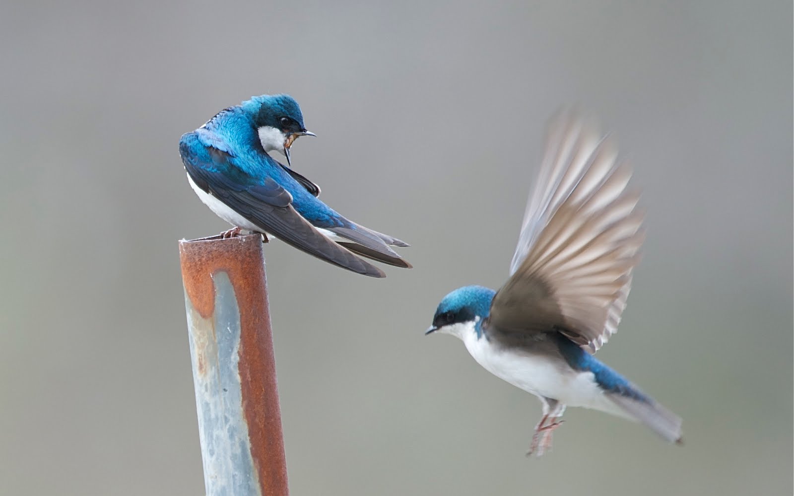 The Lord Giveth and The Lord Taketh Away