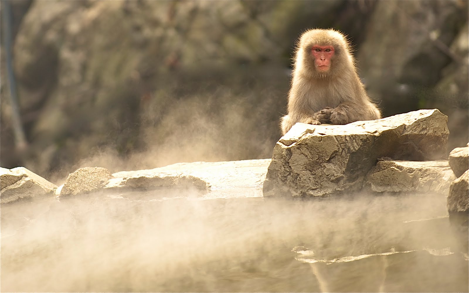 Snow Monkeys or Japanese Macaque