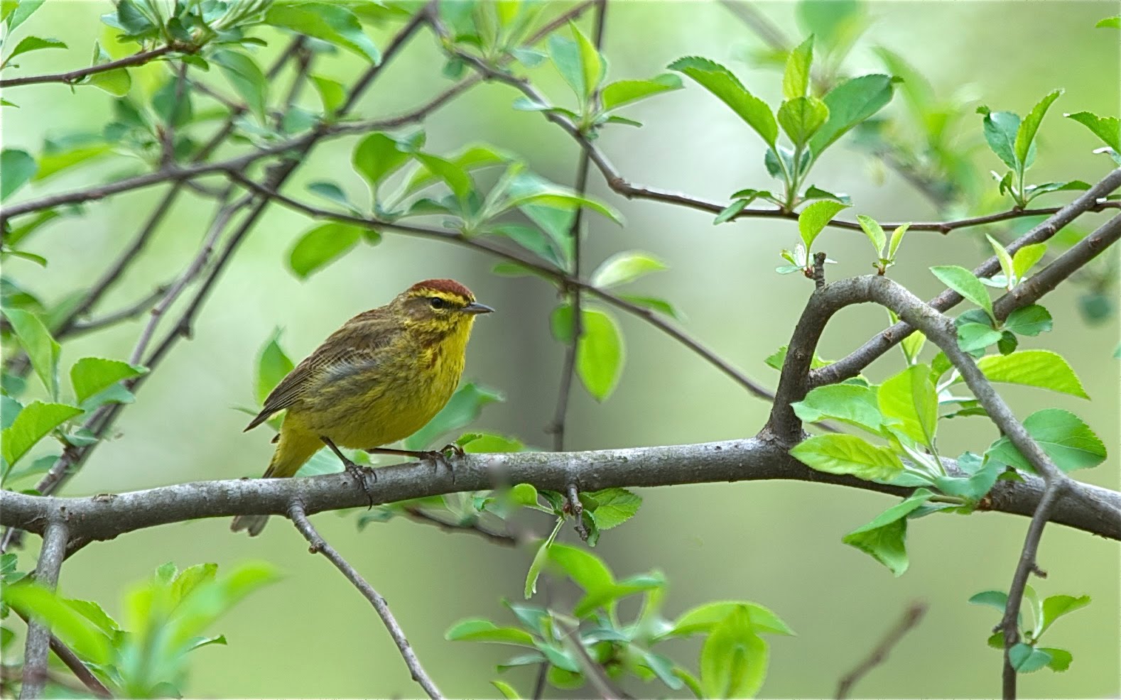 Yellow Palm Warbler at John Heinz Nature Preserve (Click to Enlarge)