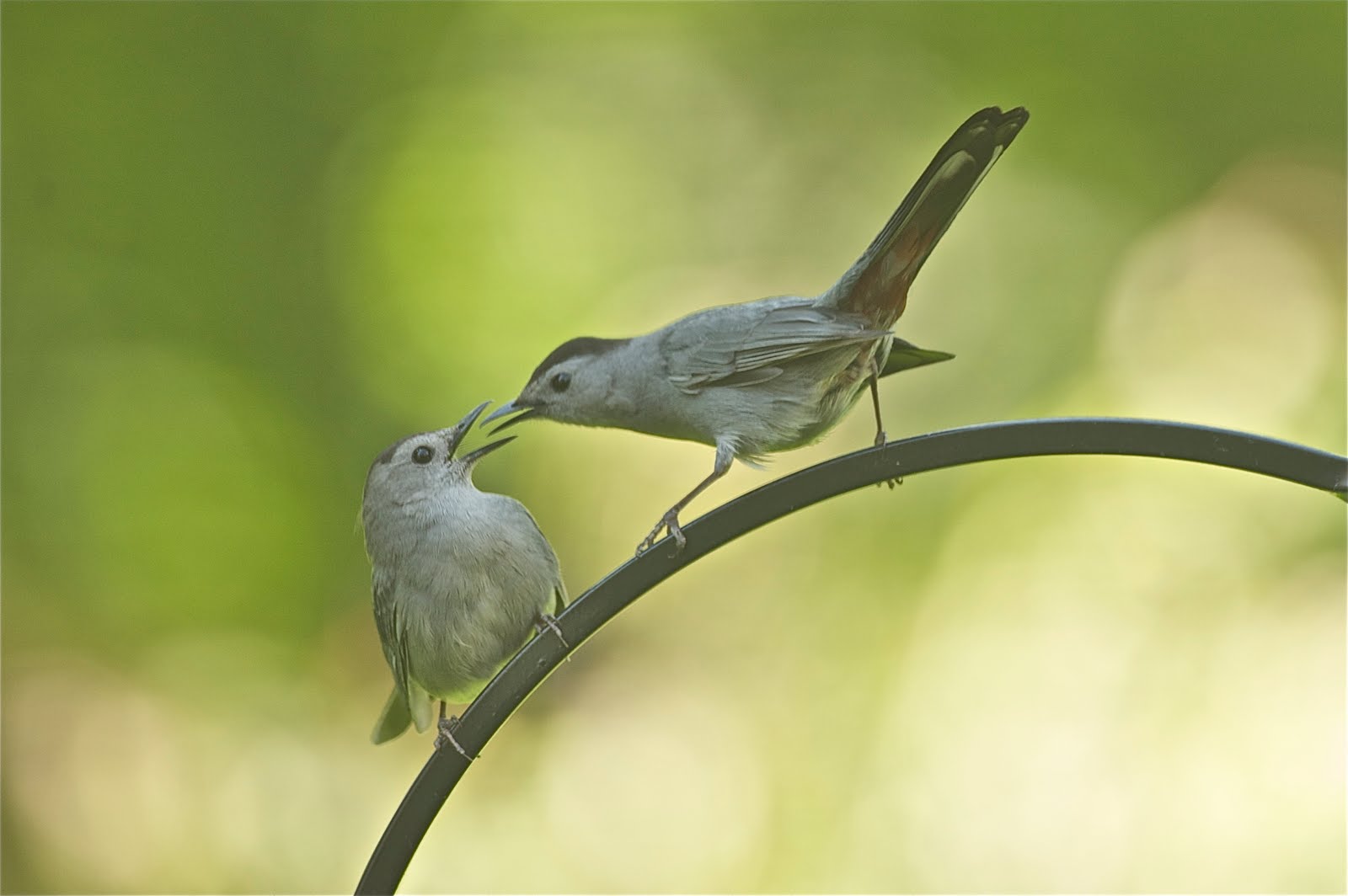 Beak to Beak (Grey Catbirds)