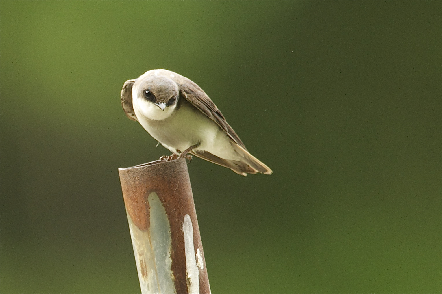 Brown Beauty – Swallow at John Heinz
