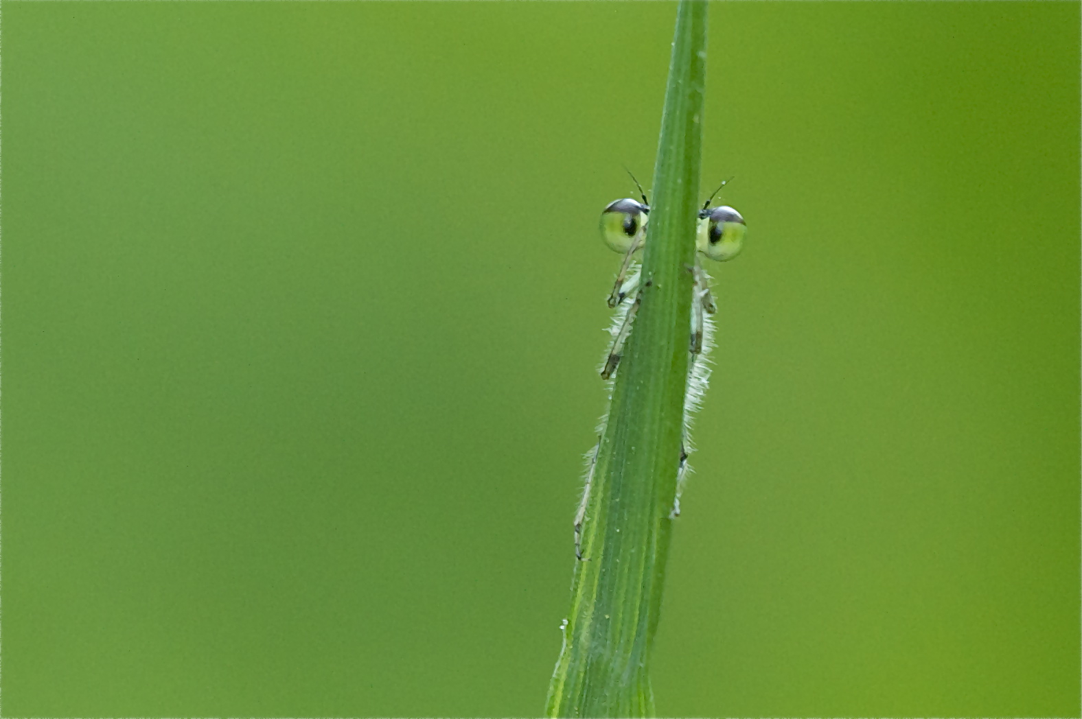 The Damselfly’s Eyes