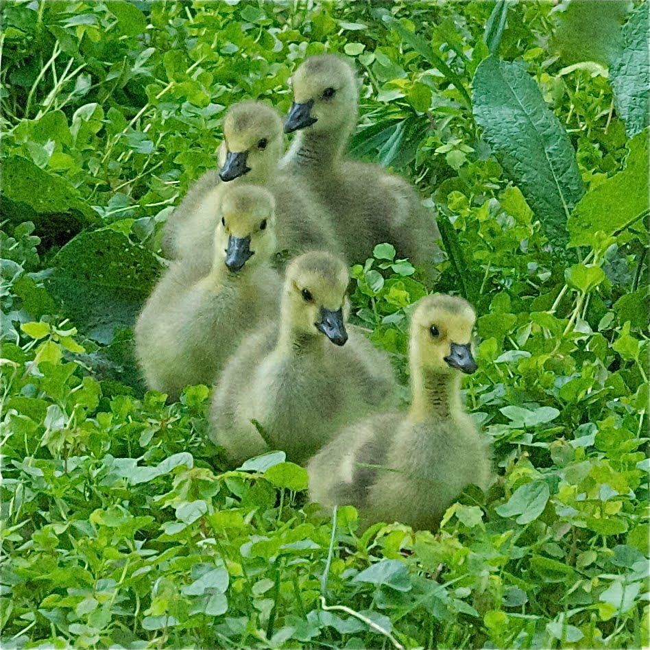 Five Little Ducklings