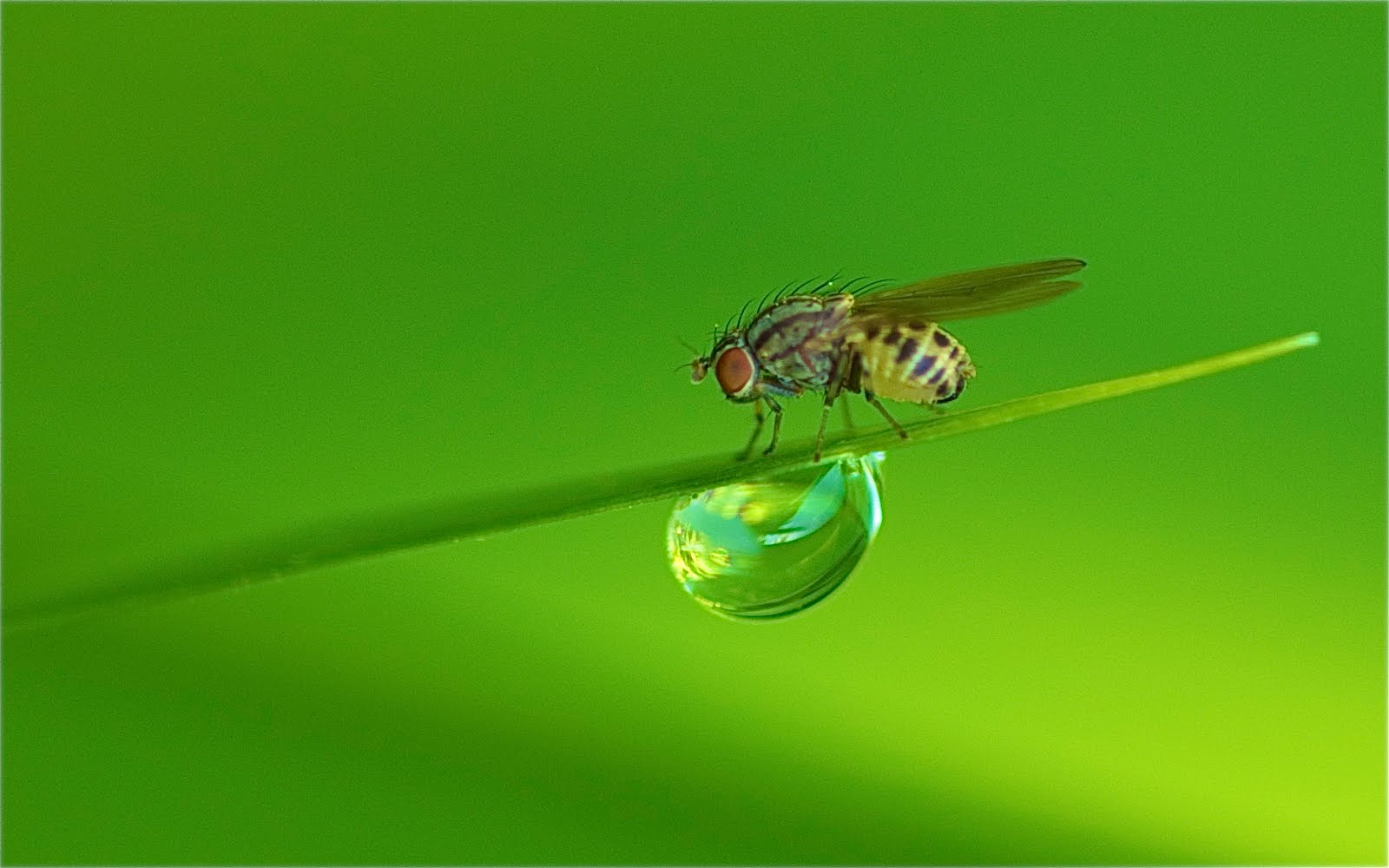 Fly and Water Droplet
