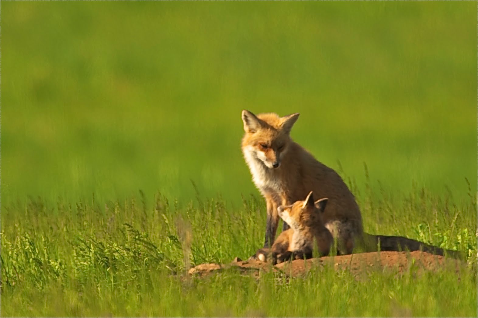 The Look (Click for a Good Look)