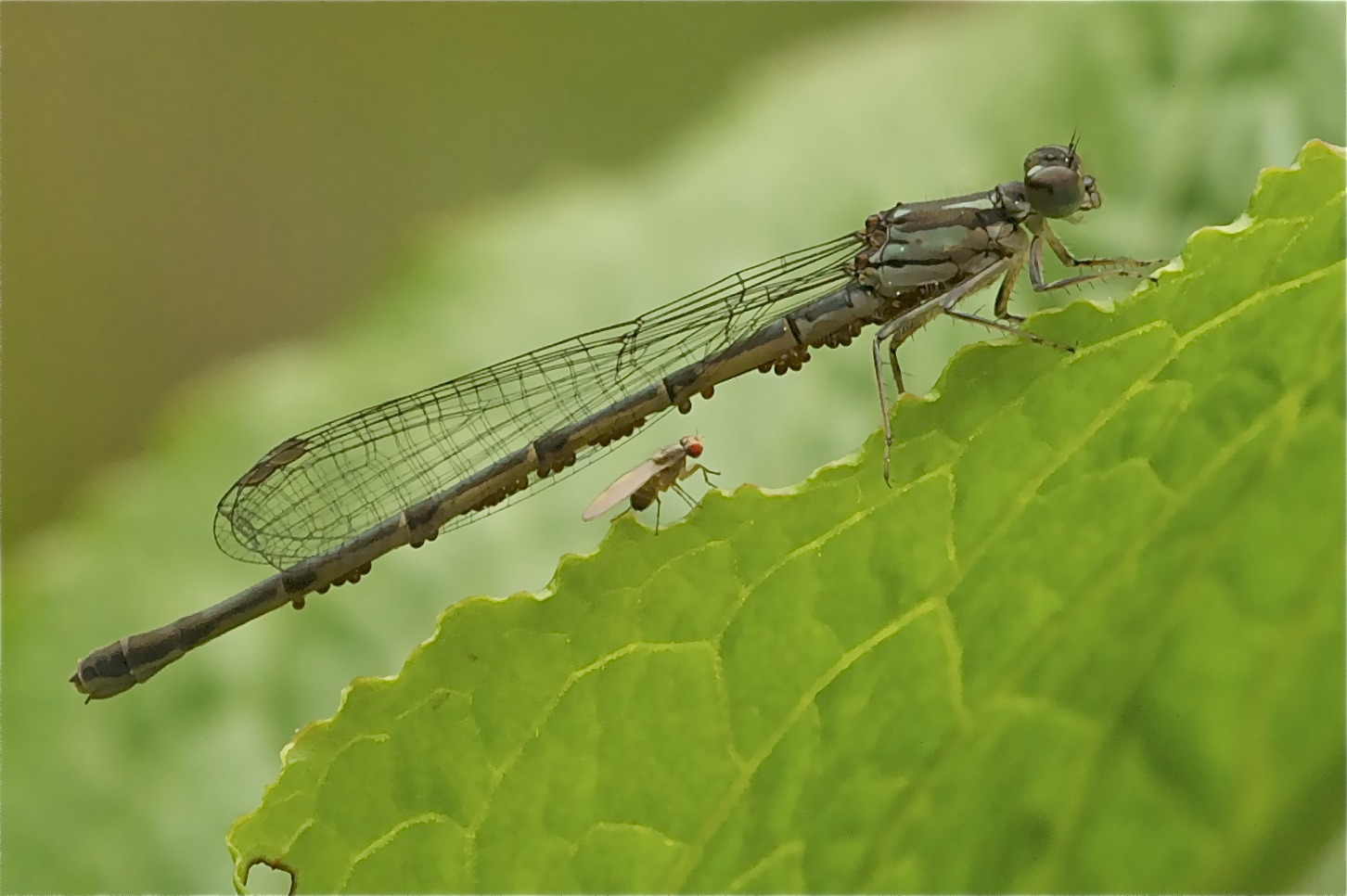 Friends on a Hike (Click to Enlarge)
