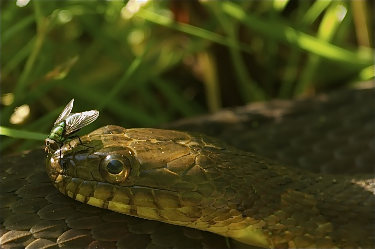 Is That a Fly on My Nose? (Click to REALLY See the Fly)