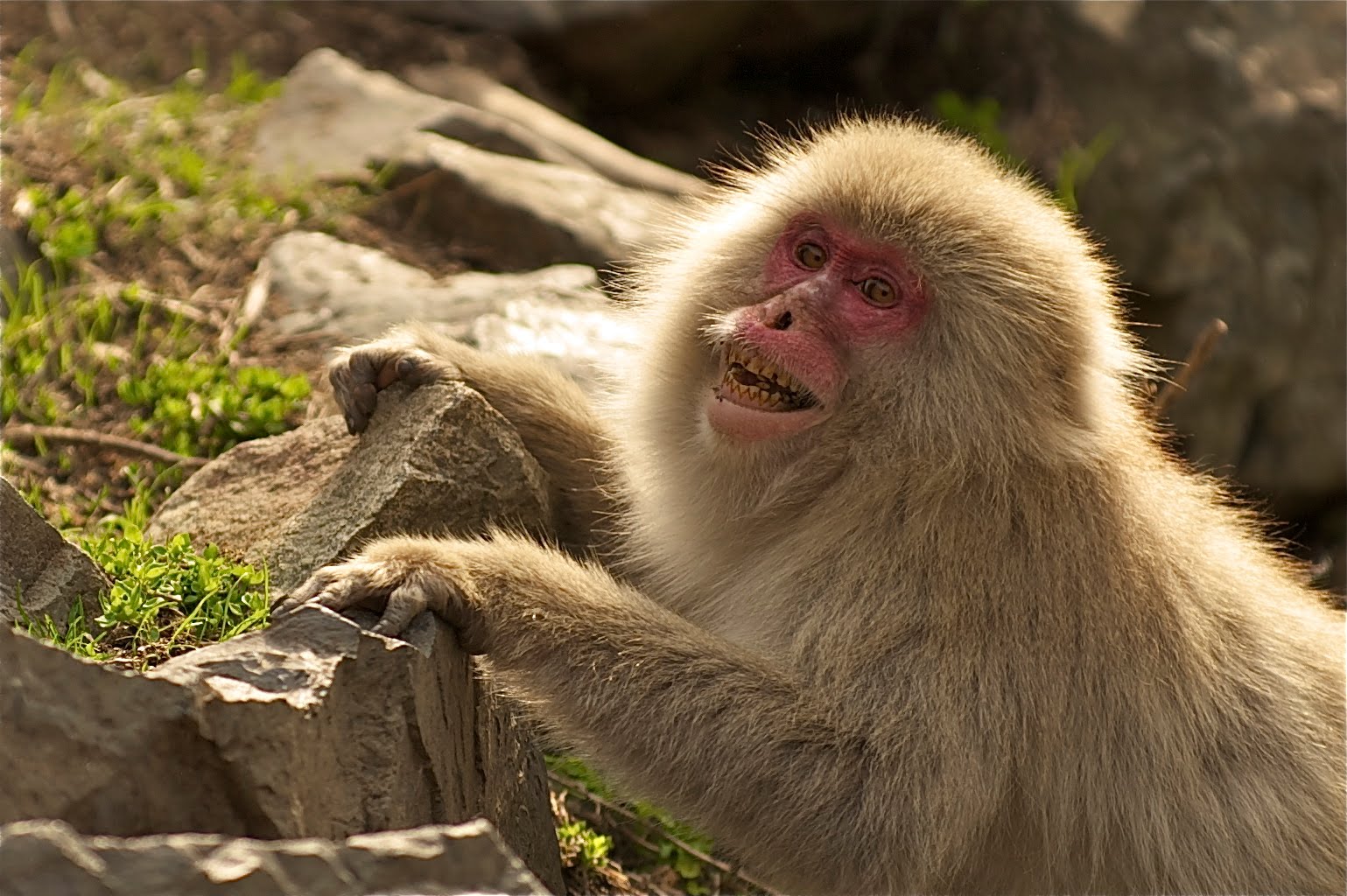 Should Have Brushed My Teeth (Click for Tartar Close Up)