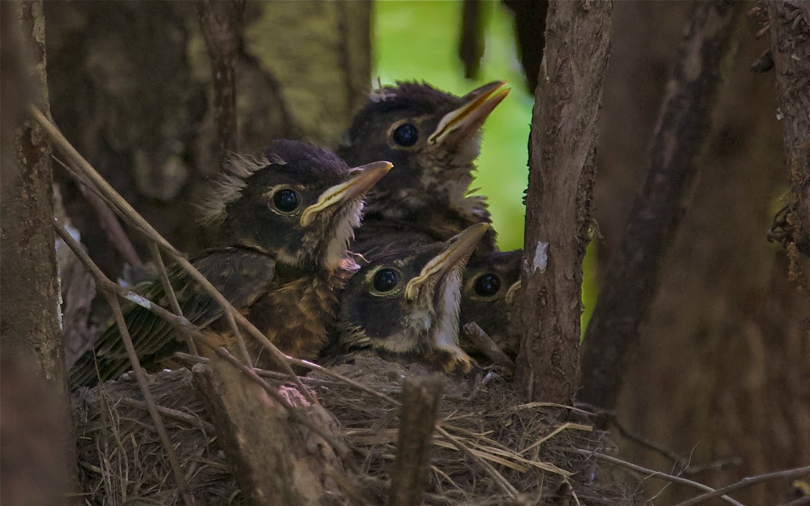 Baby Robins Get a Little Lunch