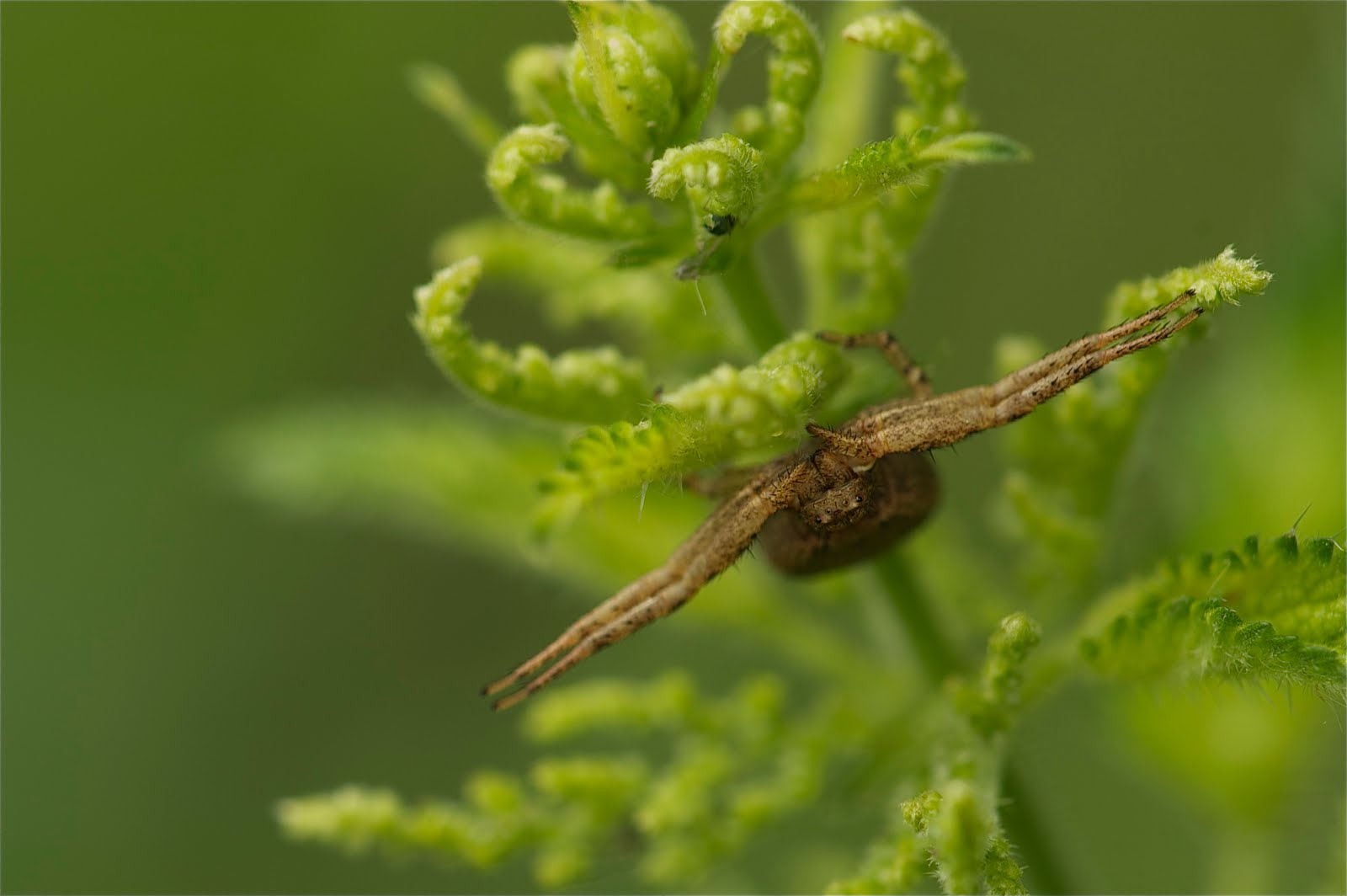 Spider Just Waiting (Click to Enlarge)