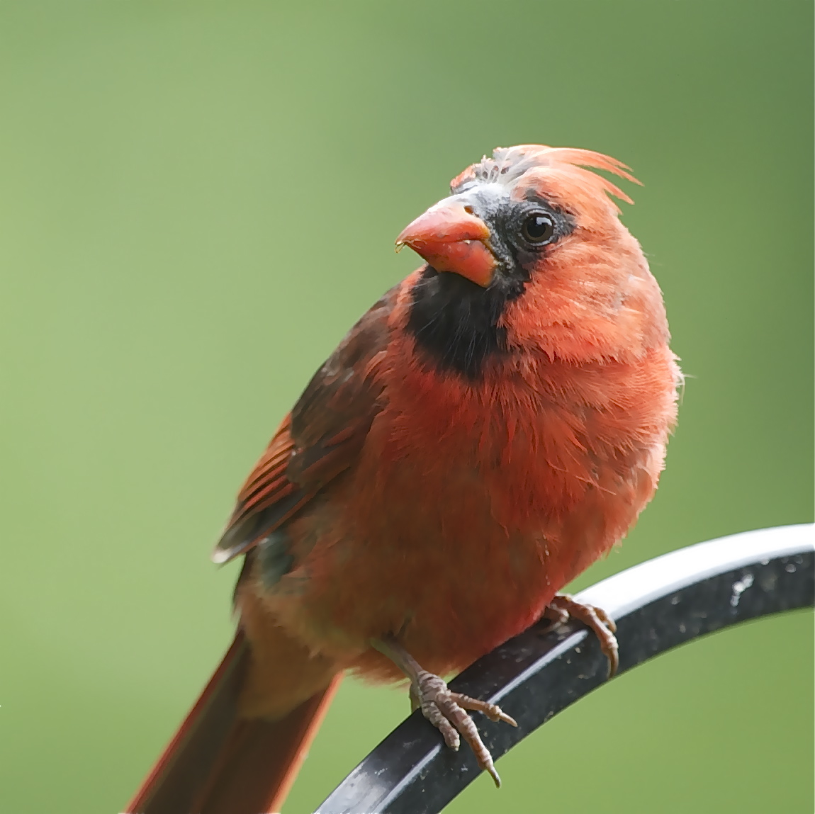 Hiding in the Garden