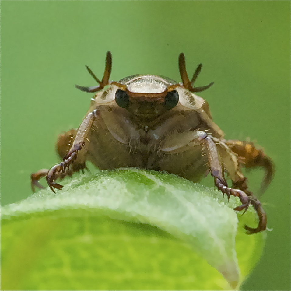 May Beetle Posing as Darth Vader Look Alike
