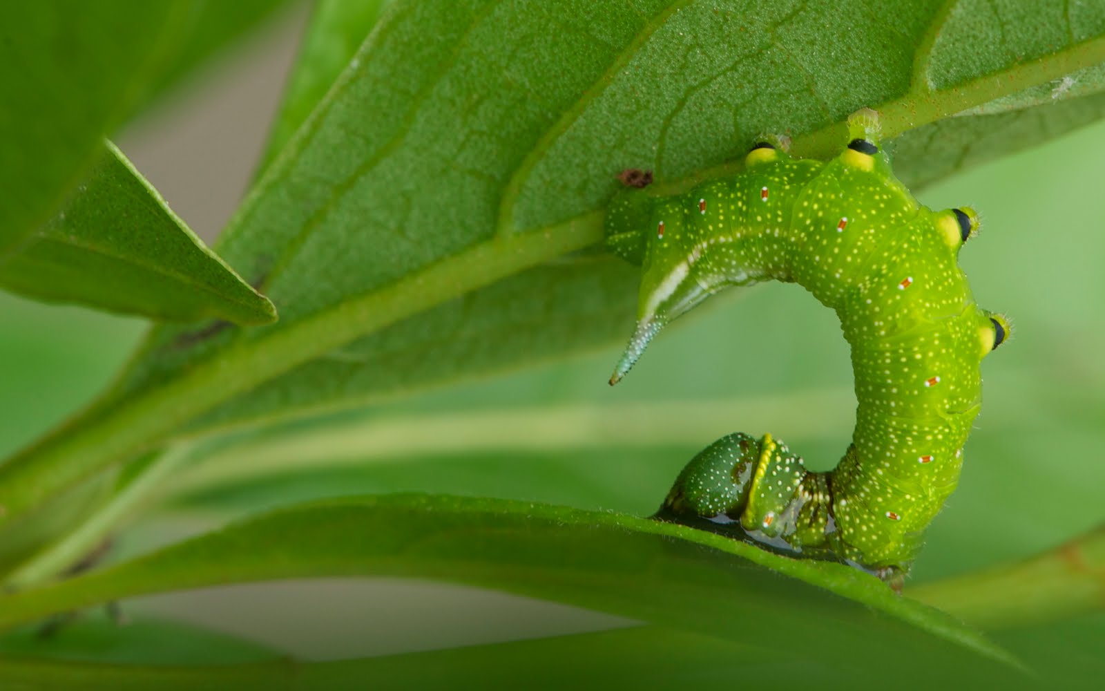 Caterpillar In My Garden This Very Morning