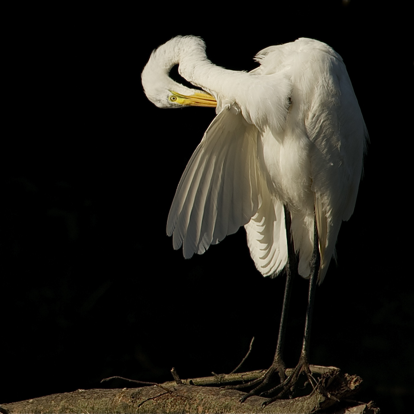 Egret Preening