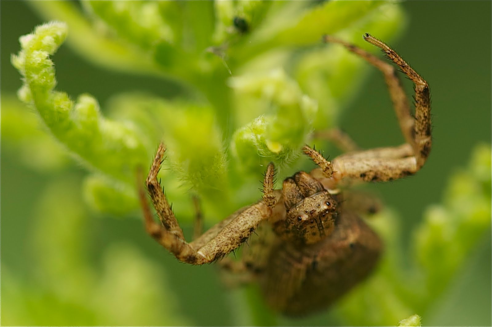 Elegant Crab Spider Gets Finalist in Photo Contest – Yeee Haaa (Click to see his eyes)