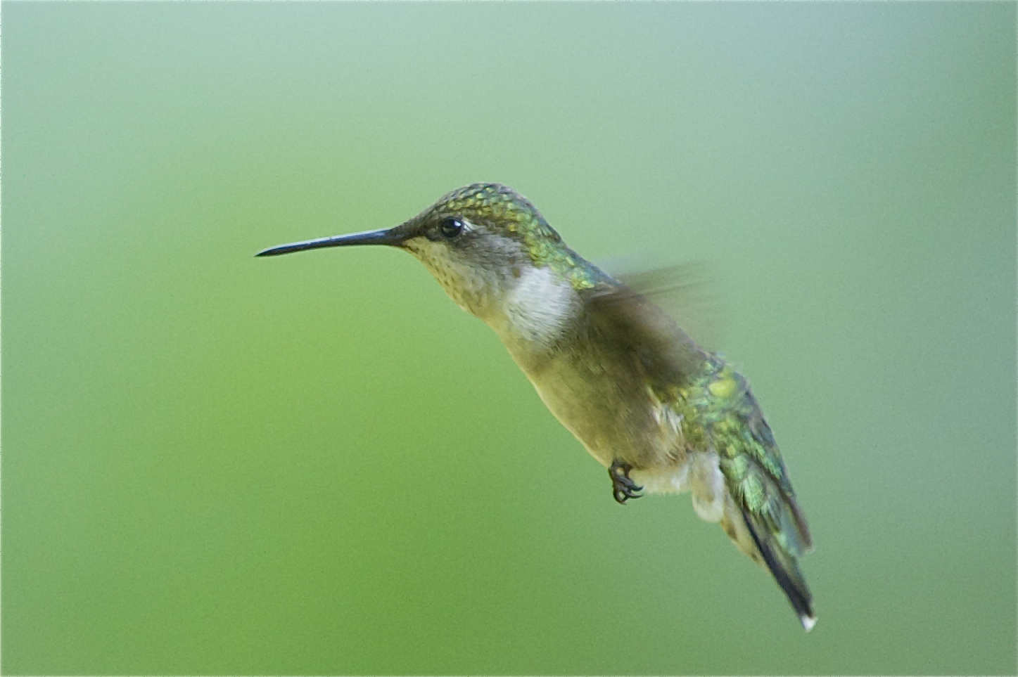 Female Ruby Throat