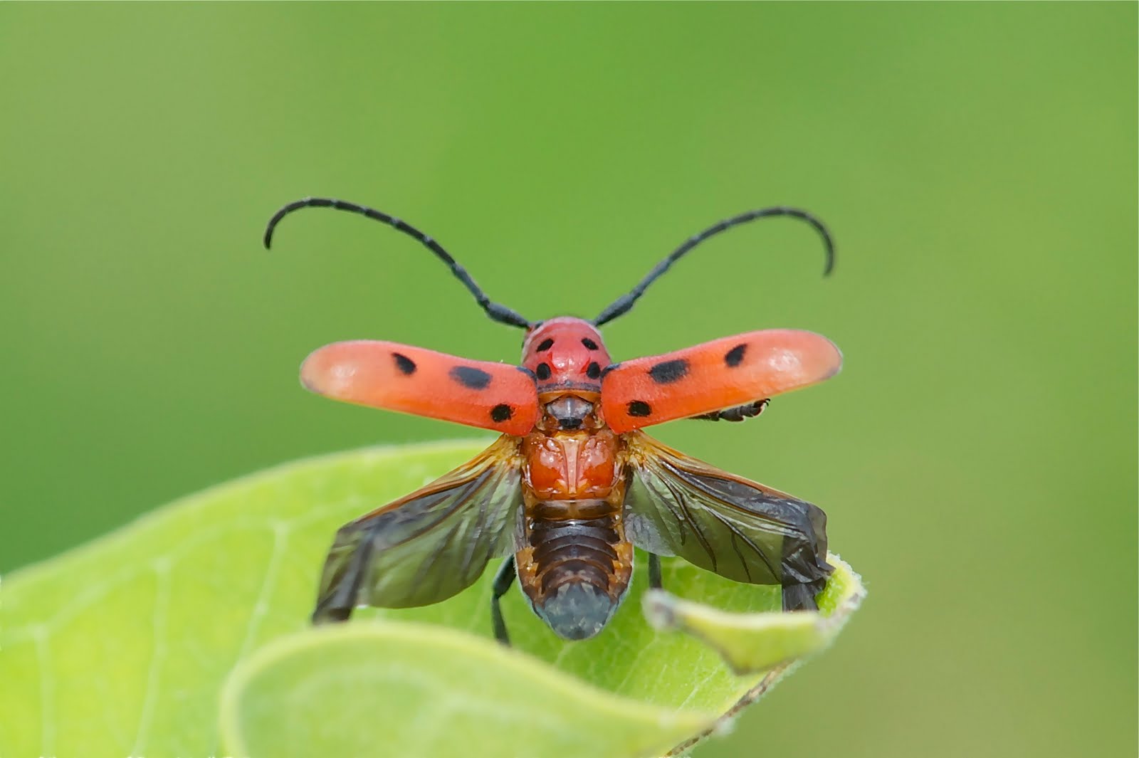 Milkweed Borer – Click to see the Take Off