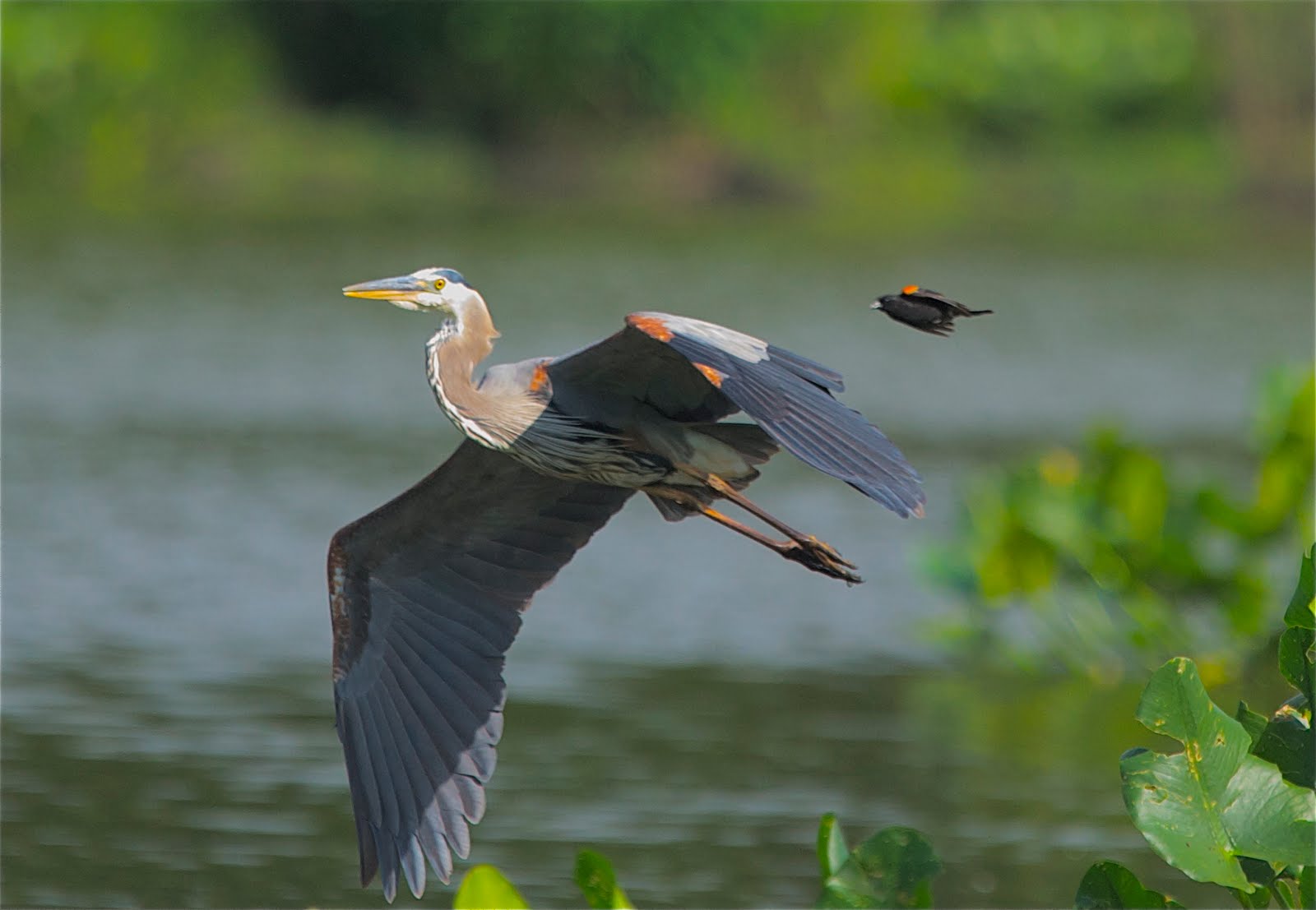 Let’s Fly Together (Click to See the Redwing Blackbird)