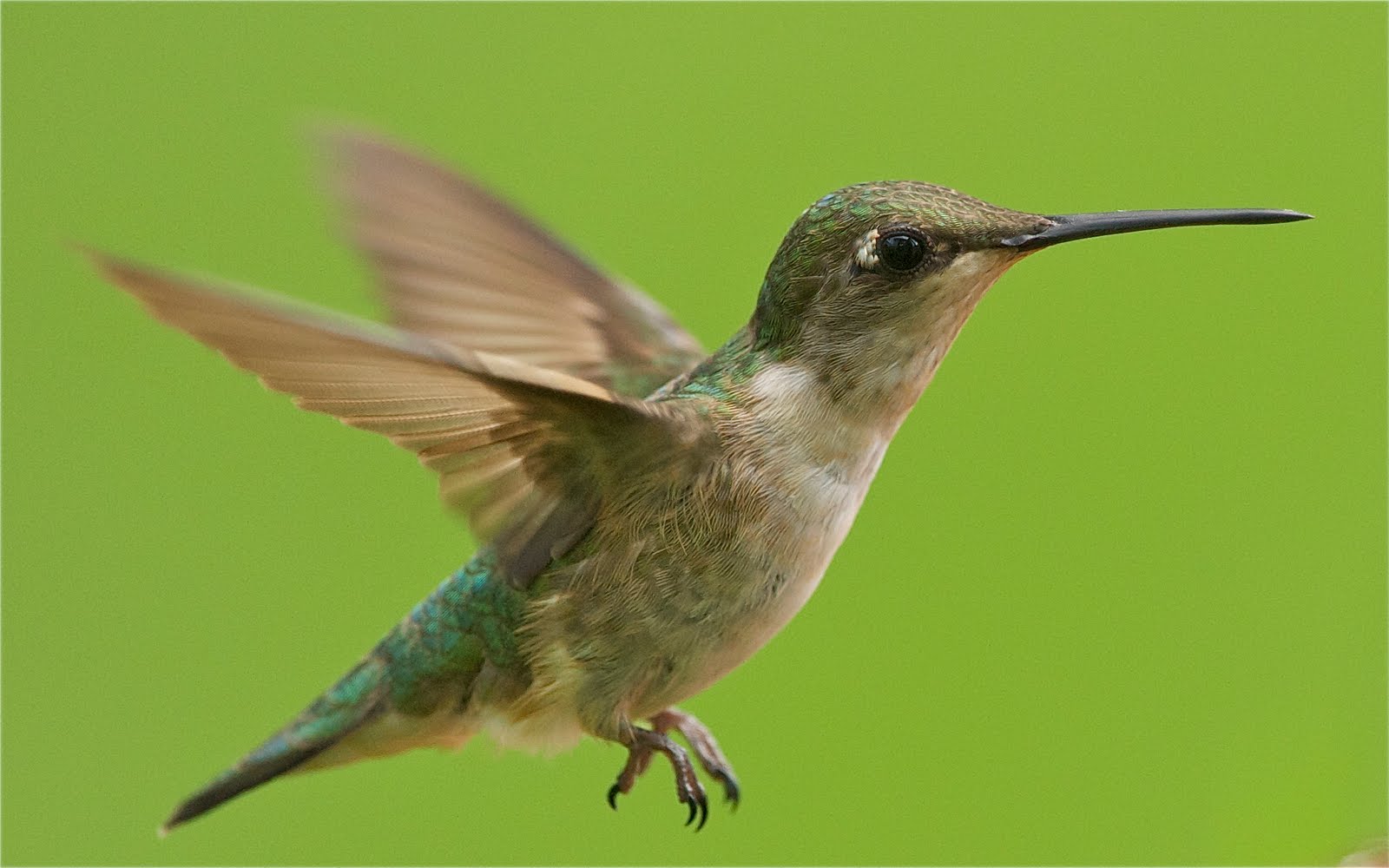 Humming Bird with White Feathers Around Her Eye (Click Twice to See White Feathers)
