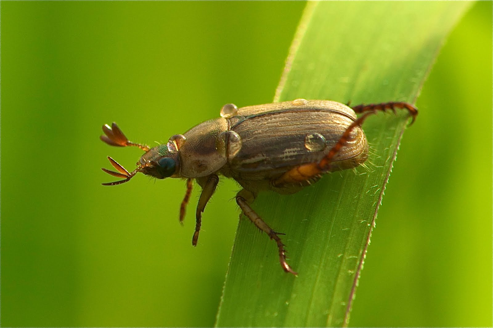 May Beetle with Dew Drops
