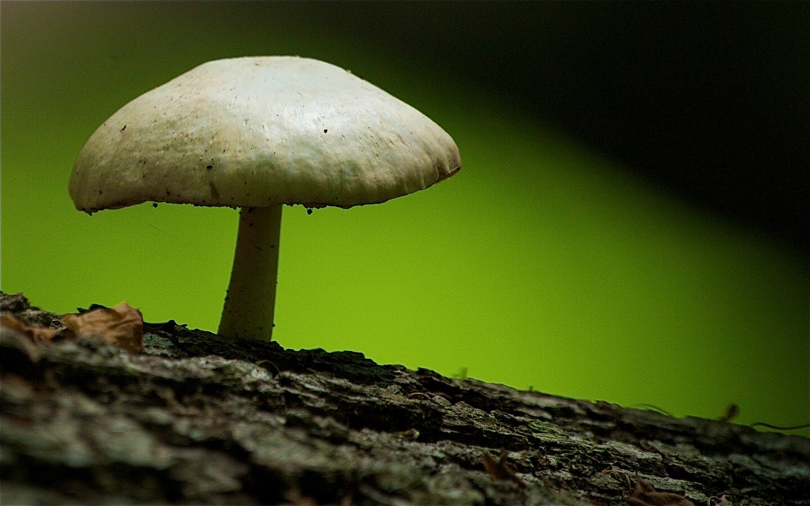 Mushroom in the Woods at Valley Forge