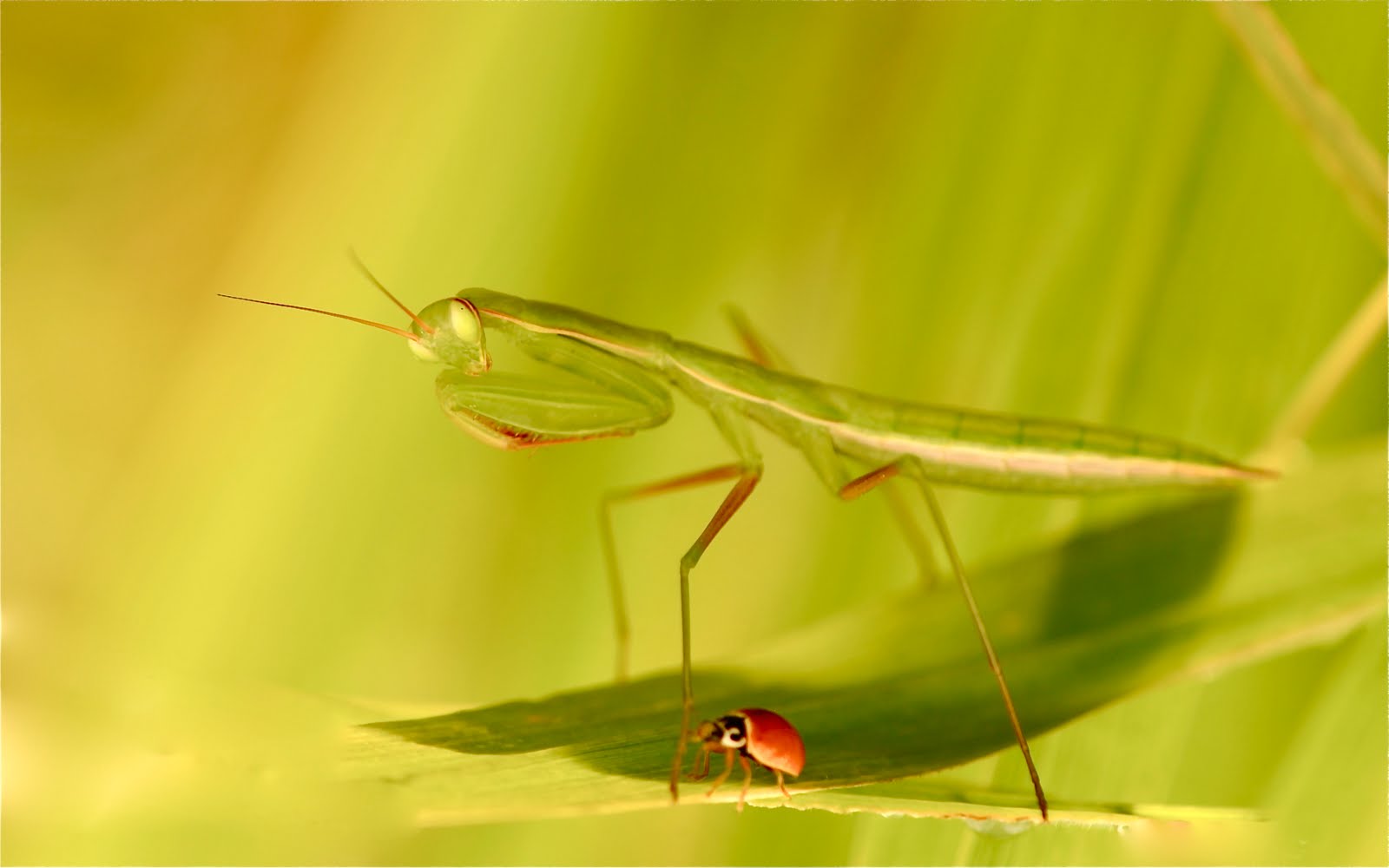 Praying Mantis and His Friend The Ladybug (Click to See Eye Contact)