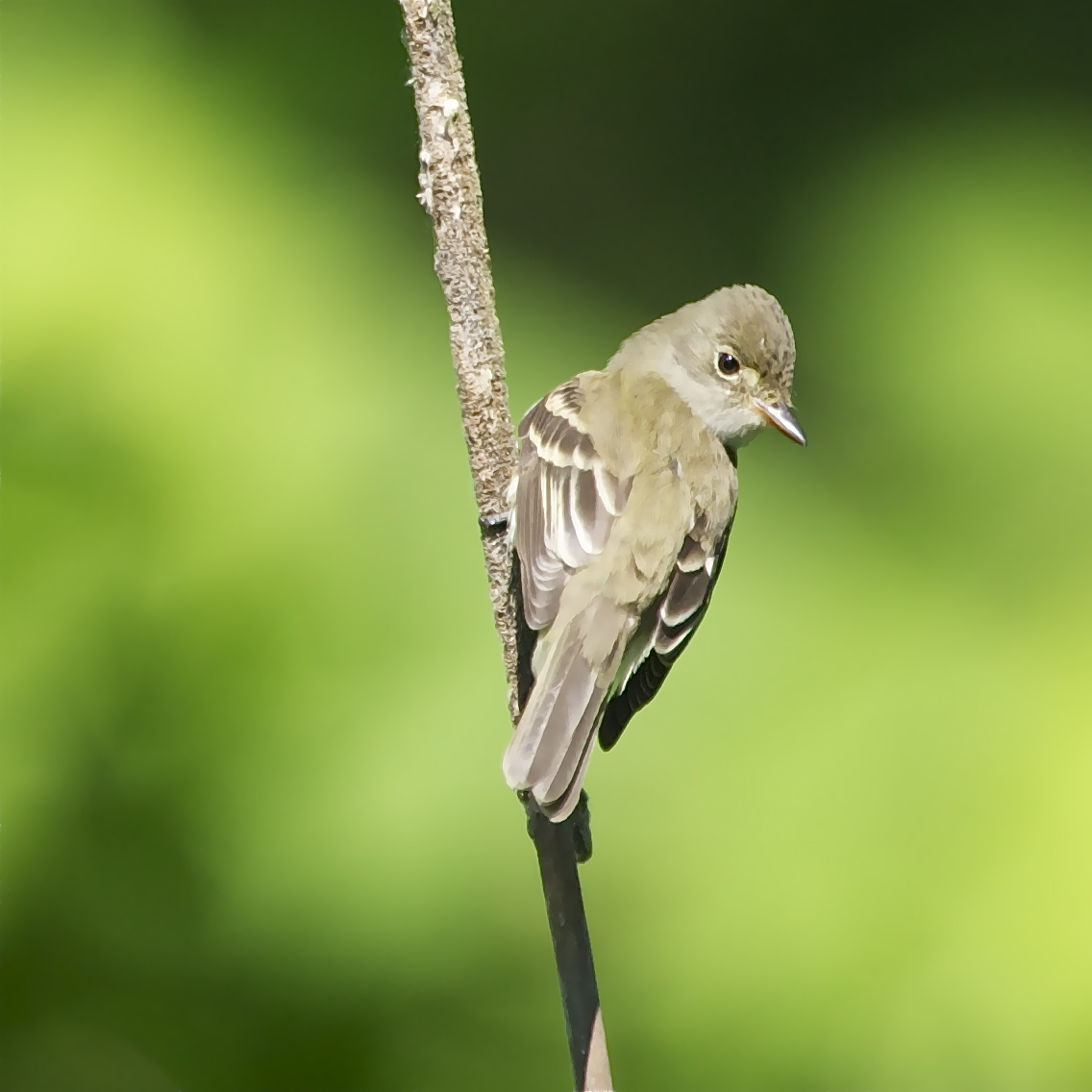 Can Anyone Identify These Birds?