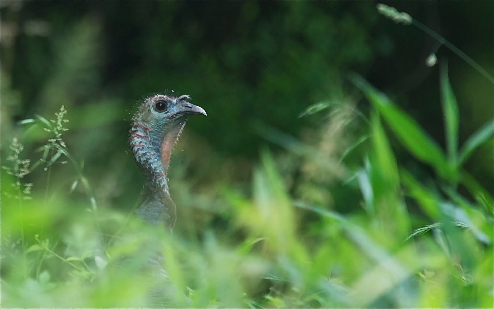 Turkey in the Brush