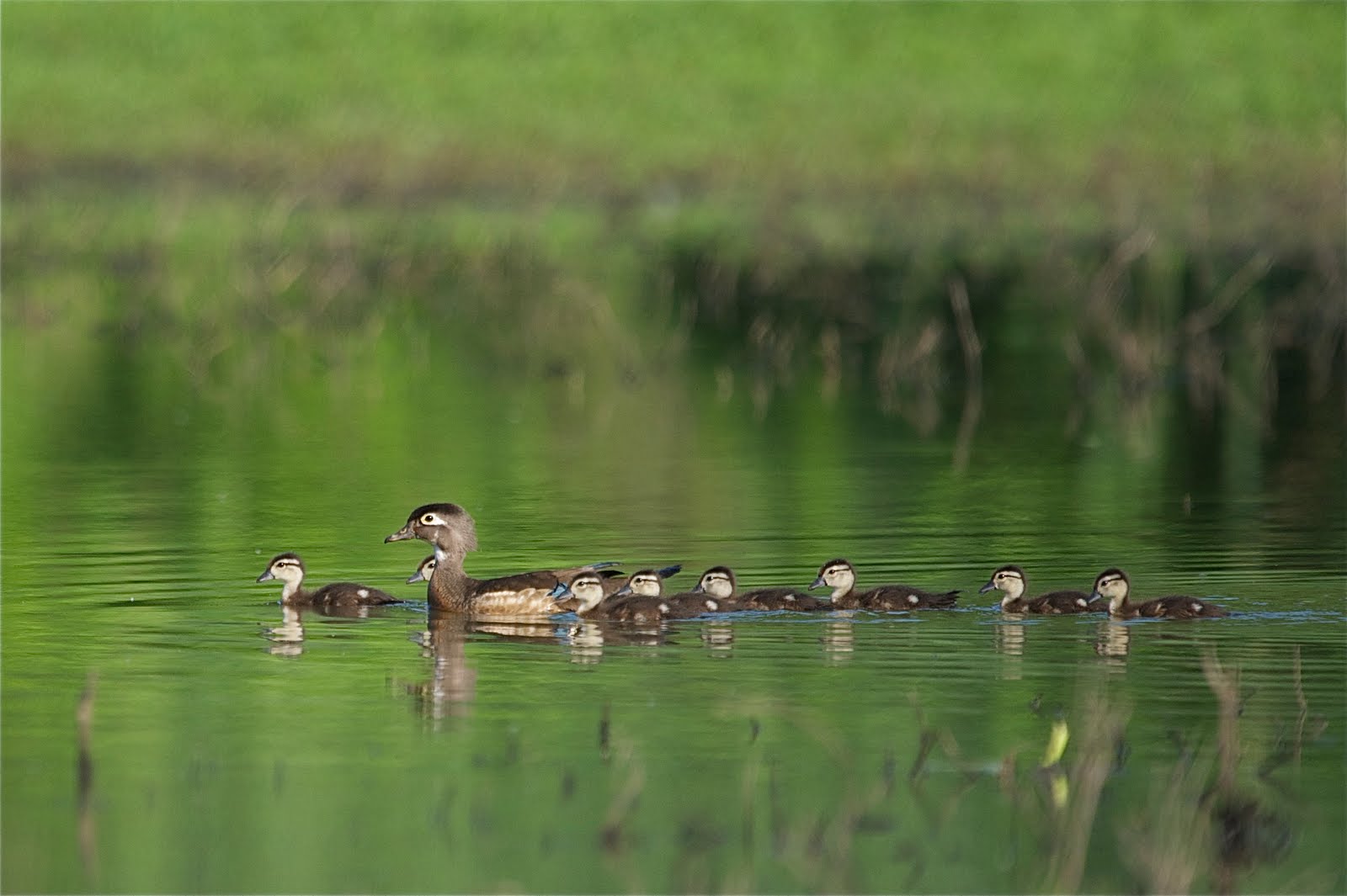 Wood Duck Mom and the Kids (Click to Enlarge)