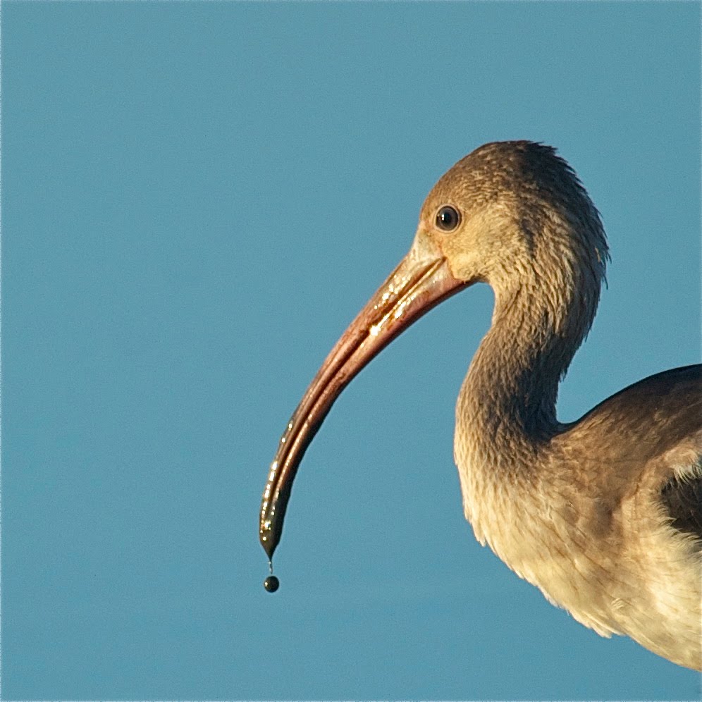 Baby Ibis With Mud Drop at John Heinz Nature Preserve