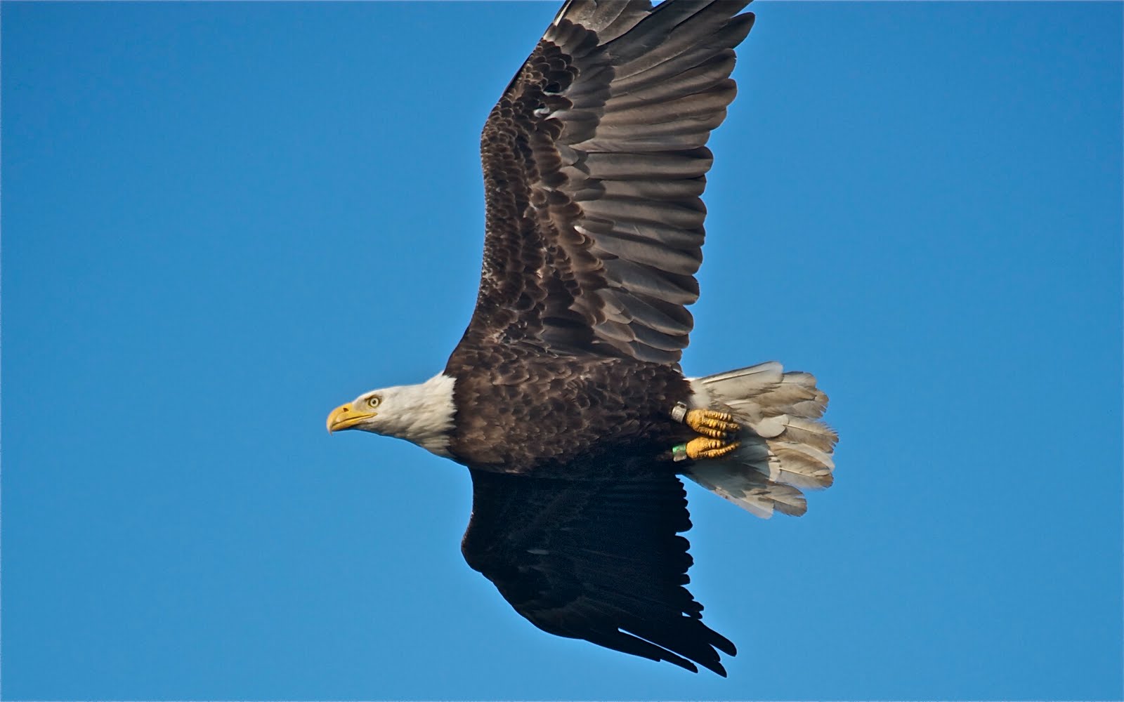 Bald Eagle with a Little Friend