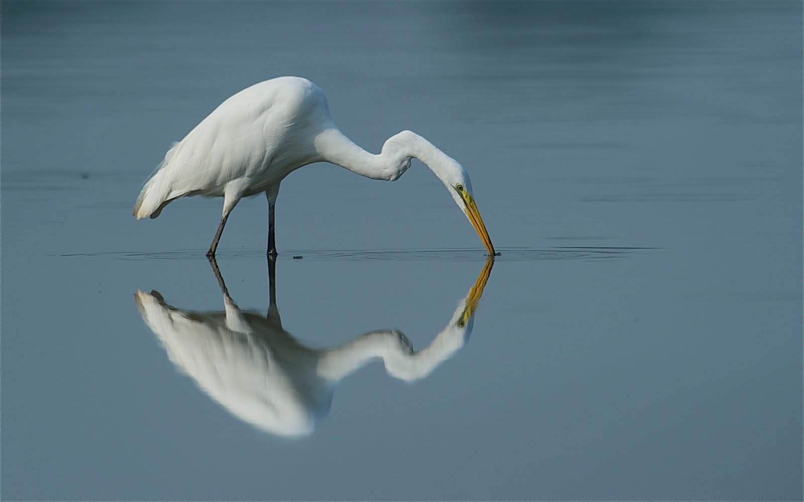 Egret Dip