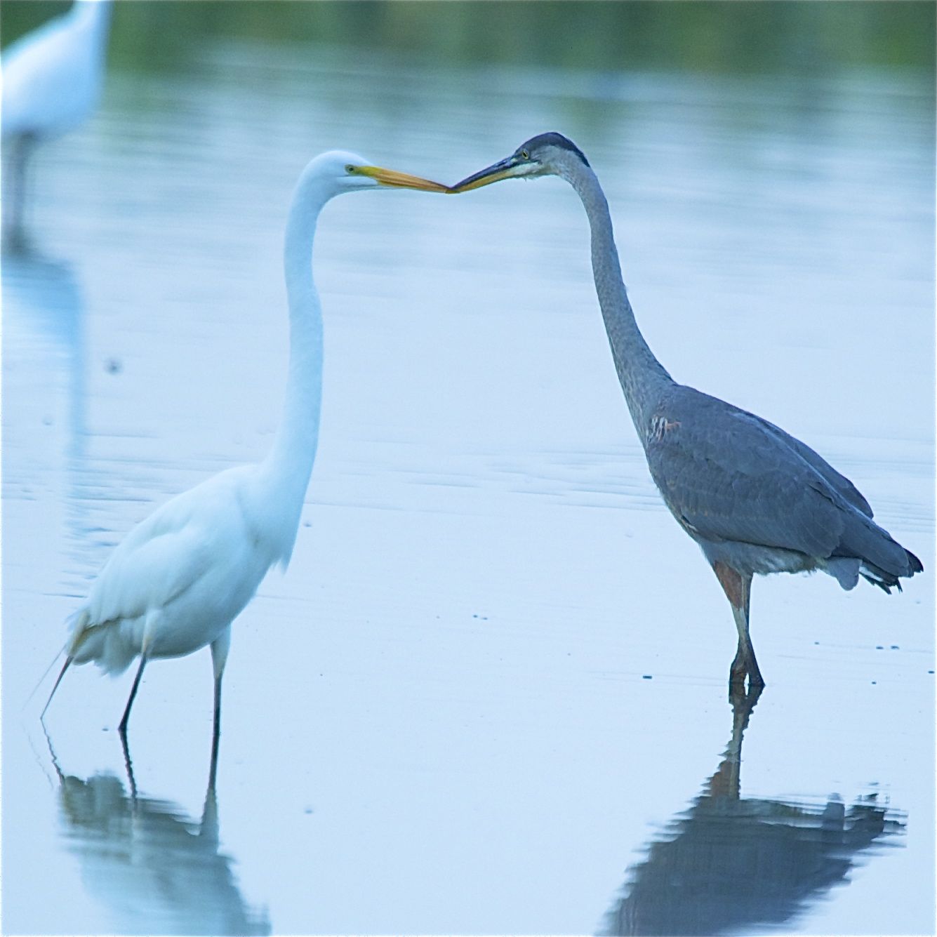 Egret and Heron Kissing (Click to See the Kiss Up Close)