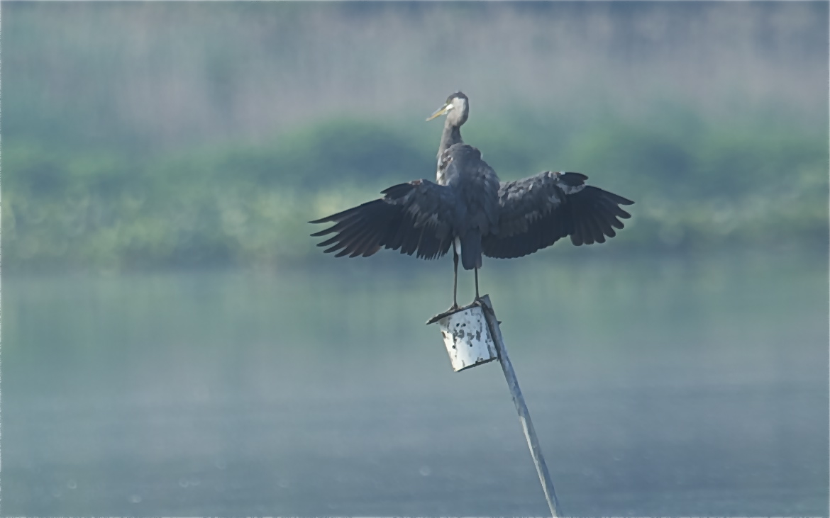 Flasher (Click for a Close Up)