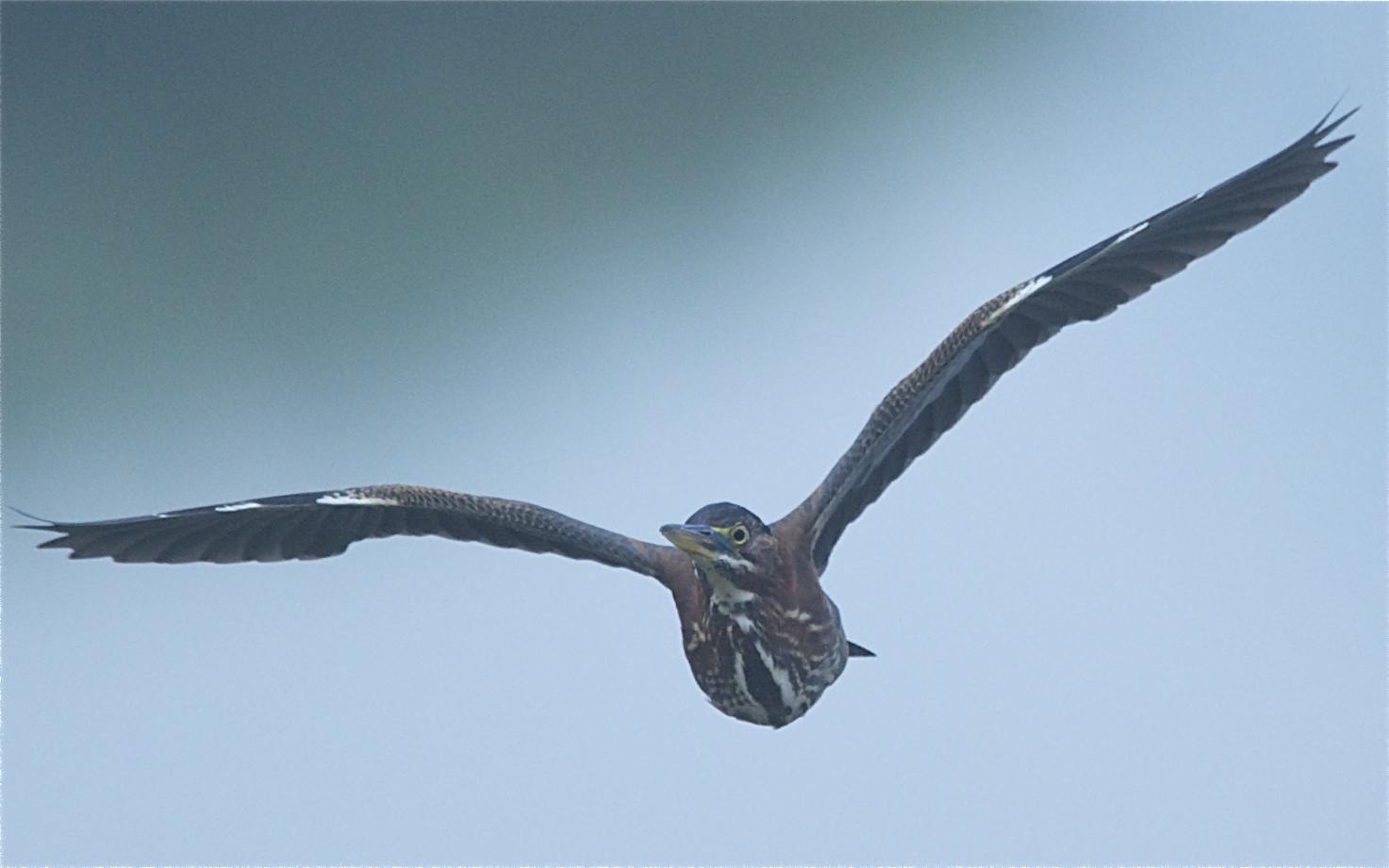 Green Heron Headed This Way