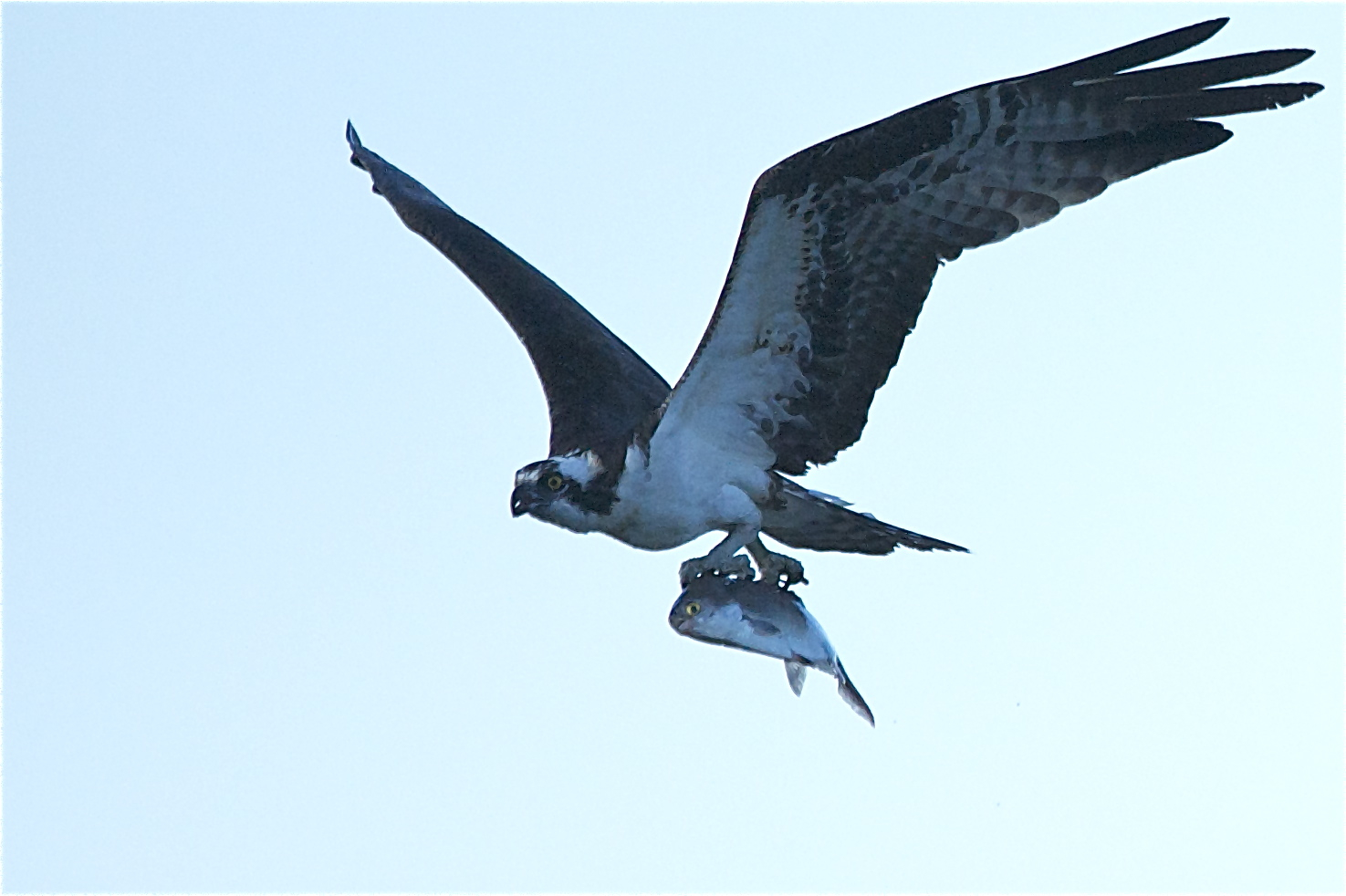 Osprey and Fish (click for full effect)