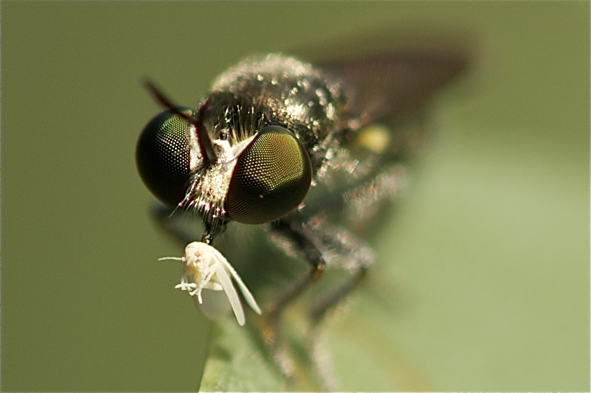 It’s a Jungle Out There