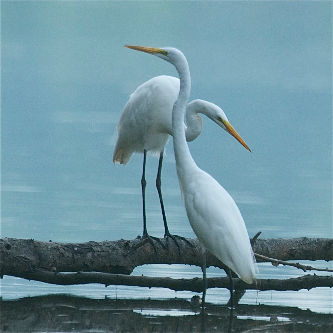 Two Egret