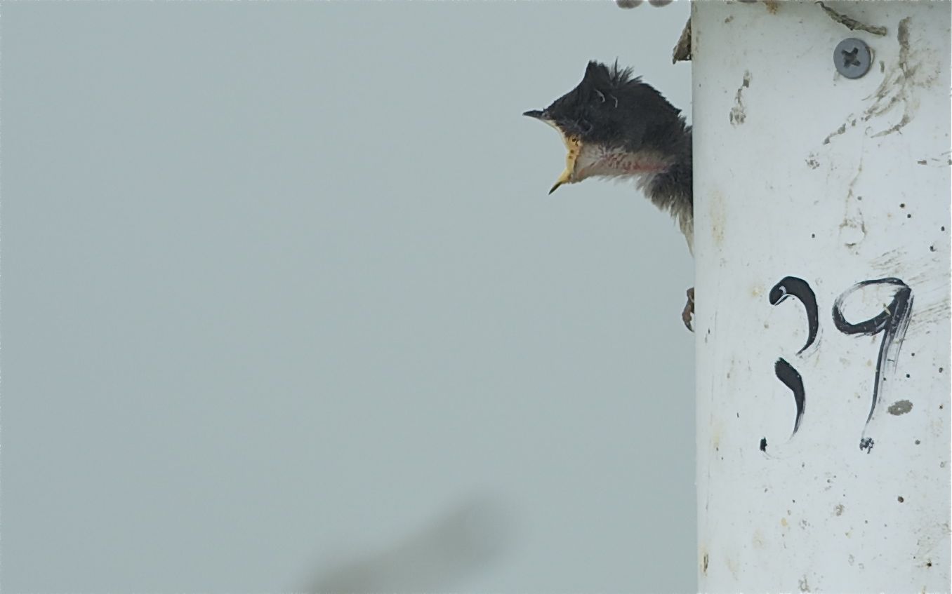 Swallow Baby and Mom