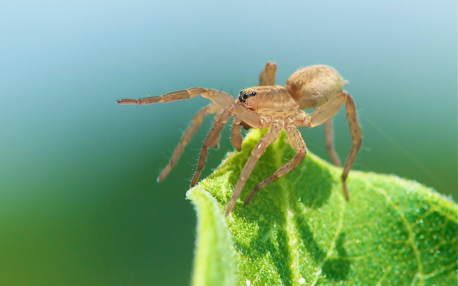 Wolf Spider Wins Second Place
